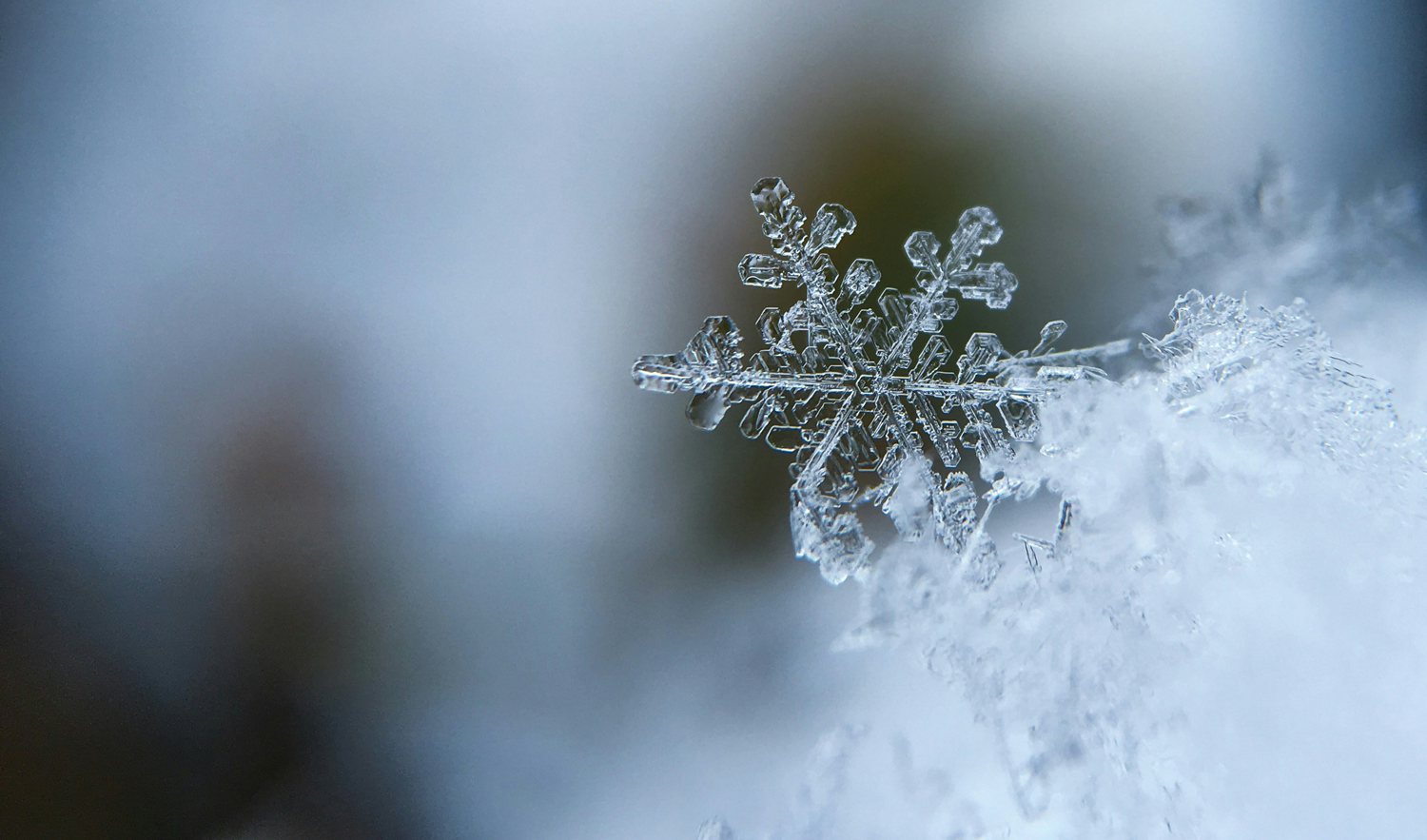 Augusta Road Business Association Greenville SC